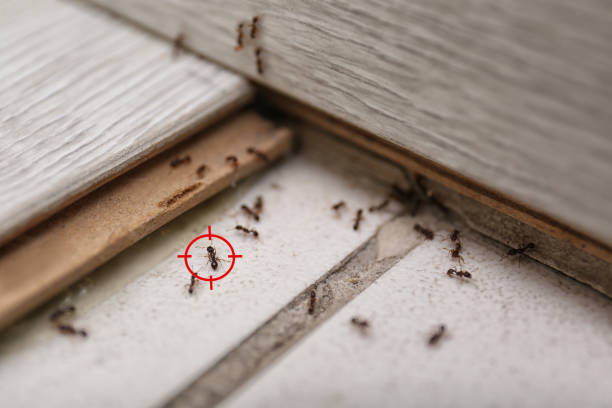 Best Emergency Pest Control  in South Highpoint, FL
