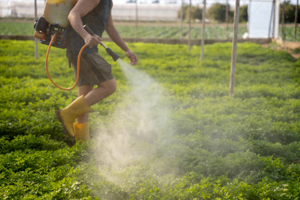 Best Pest Removal Services  in South Highpoint, FL