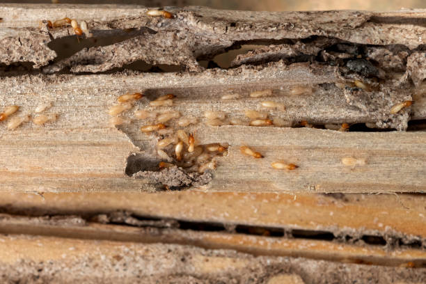 Best Local Pest Control Services  in South Highpoint, FL