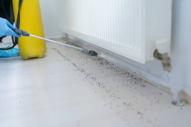 Best Affordable Pest Control Services  in South Highpoint, FL