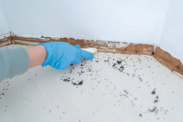 Best Pest Inspection Near Me  in South Highpoint, FL