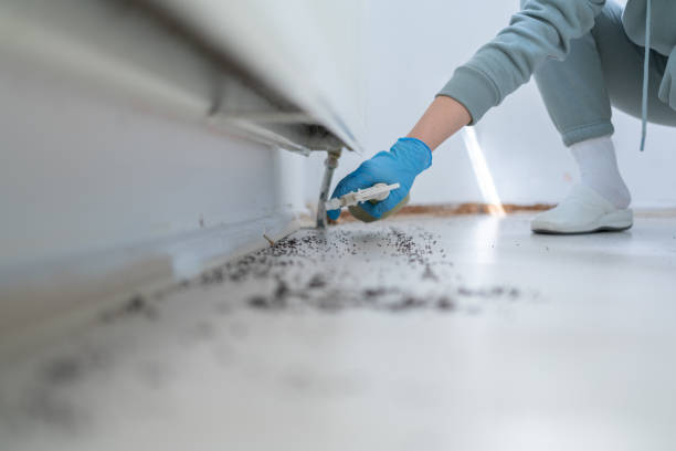 Best Bed Bug Extermination  in South Highpoint, FL